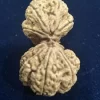 4 Mukhi Rudraksh - Image 3