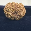 4 Mukhi Rudraksh - Image 4
