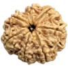 8 Mukhi Rudraksh