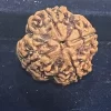 4 Mukhi Rudraksh