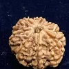 5 Mukhi Rudraksh - Image 2