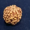 5 Mukhi Rudraksh