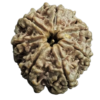 Brown 7 Mukhi Rudraksh