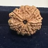 8 Mukhi Rudraksh - Image 3
