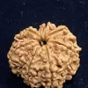 8 Mukhi Rudraksh - Image 2