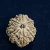 Brown 7 Mukhi Rudraksh - Image 2